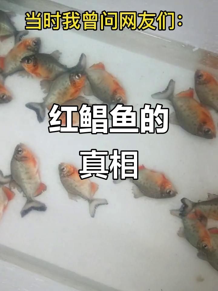 淡水白鲳为何被误称食人鱼？它们其实是红姬鲳