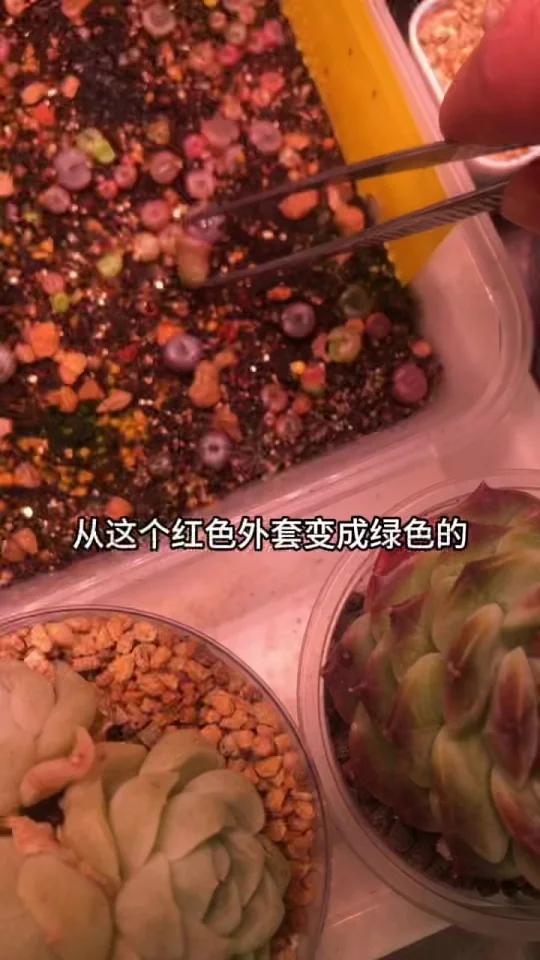 多肉观察