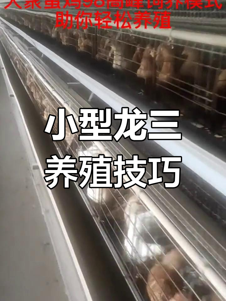 龙大三号蛋鸡饲养要点