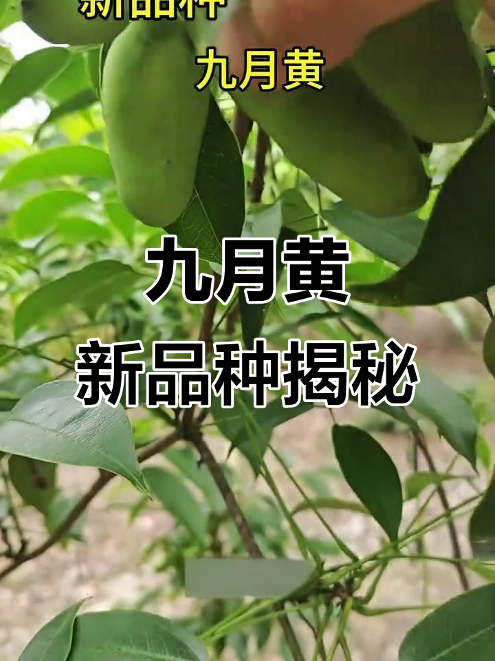 新品种九月黄水果,紫色外皮白色果肉,口感与九叶黄一样