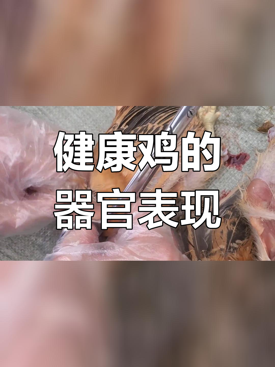 鸡正常器官解剖图解,如何判断是否健康