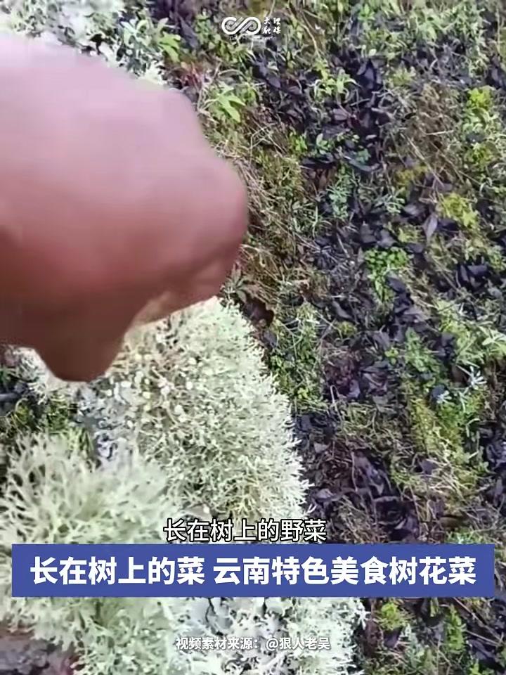 根本吃不够这些云南特色美食你吃过吗?#云南#特色美食#树花#万物皆凉拌