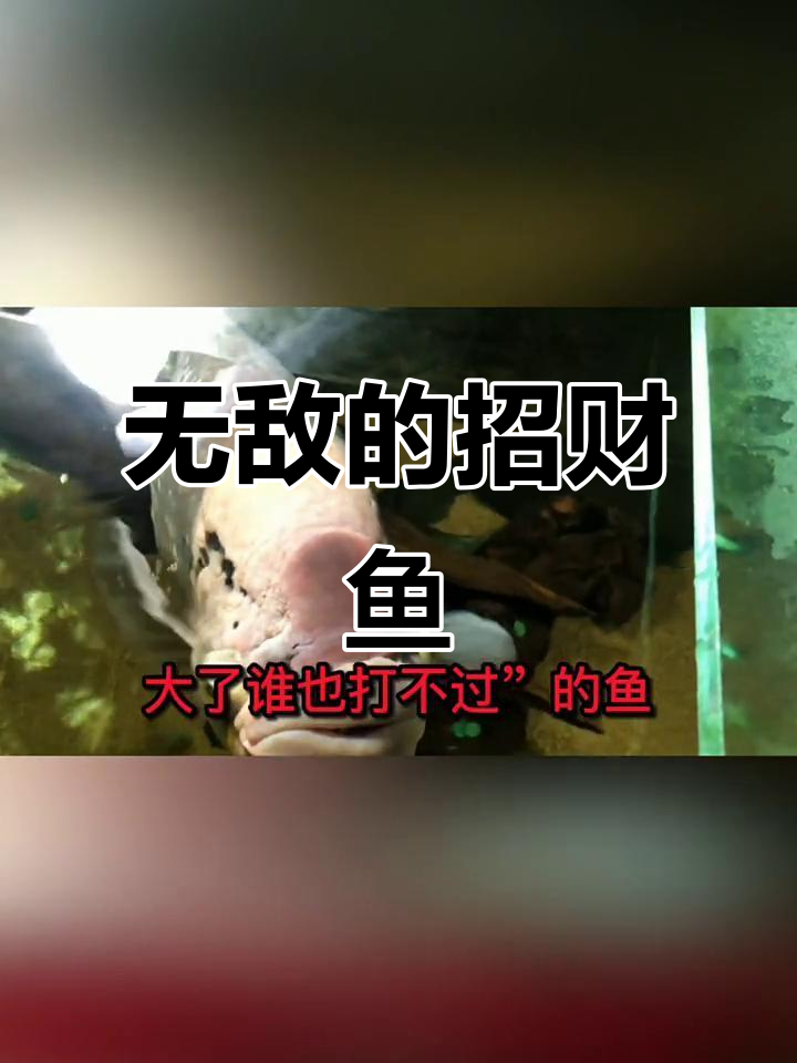 招财鱼:从小被欺负到无敌战船,成长速度惊人