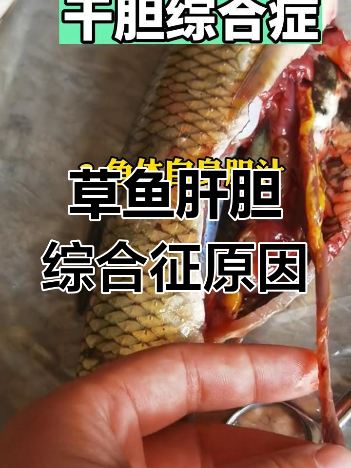 草鱼肝胆综合症的三大诱因,养殖户必看