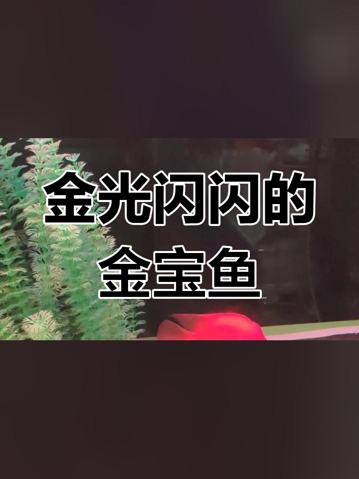 新年喜庆金宝鱼,带来好运连连