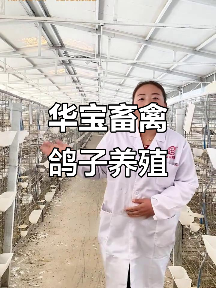 欧洲米玛斯肉鸽养殖基地揭秘:从种鸽到高飞棚全流程