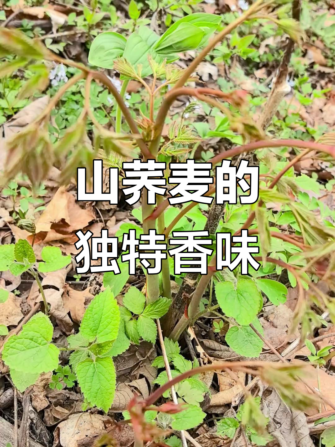 山荞麦芽煮出浓郁杏仁味,炝拌炒肉都超美味