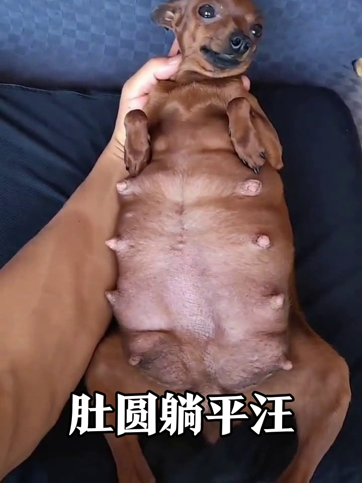 小狗肚子圆滚滚躺平,被摸肚肚秒变呆萌表情包