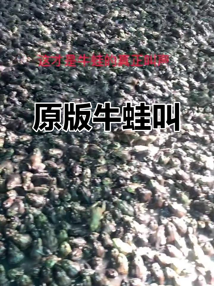 牛蛙叫声原来是这样,这才是真正的原声!