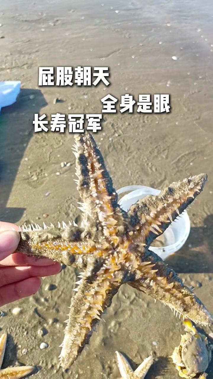 棘皮星族秘闻！海星 海星 棘皮动物 海洋生物 海洋小知识 科普
