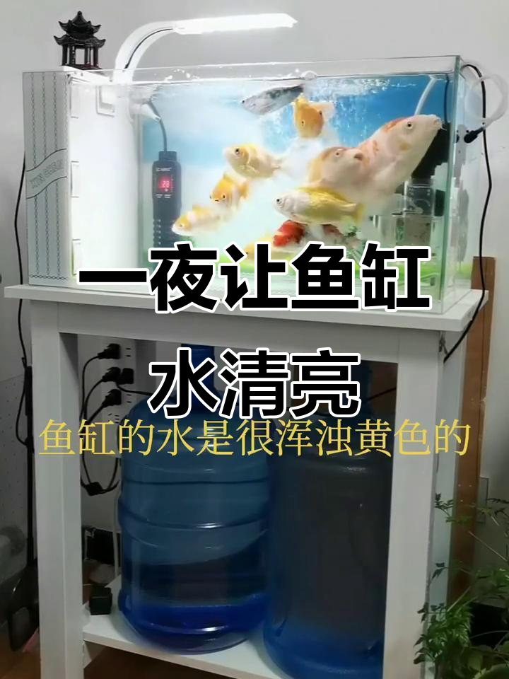 鱼缸水发黄？试试这个方法，一夜变清澈！