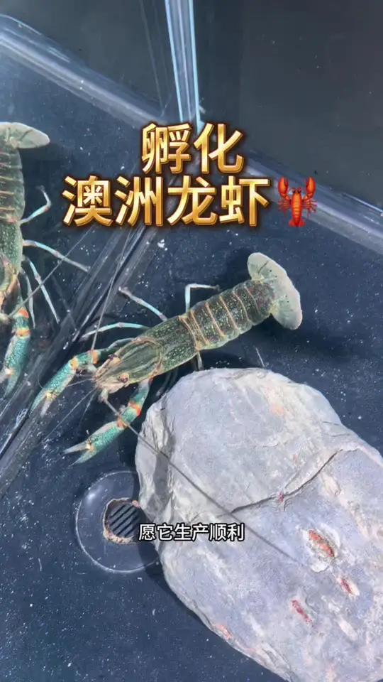 孵化澳洲龙虾澳洲龙虾孵化小虾养鱼日记上热门