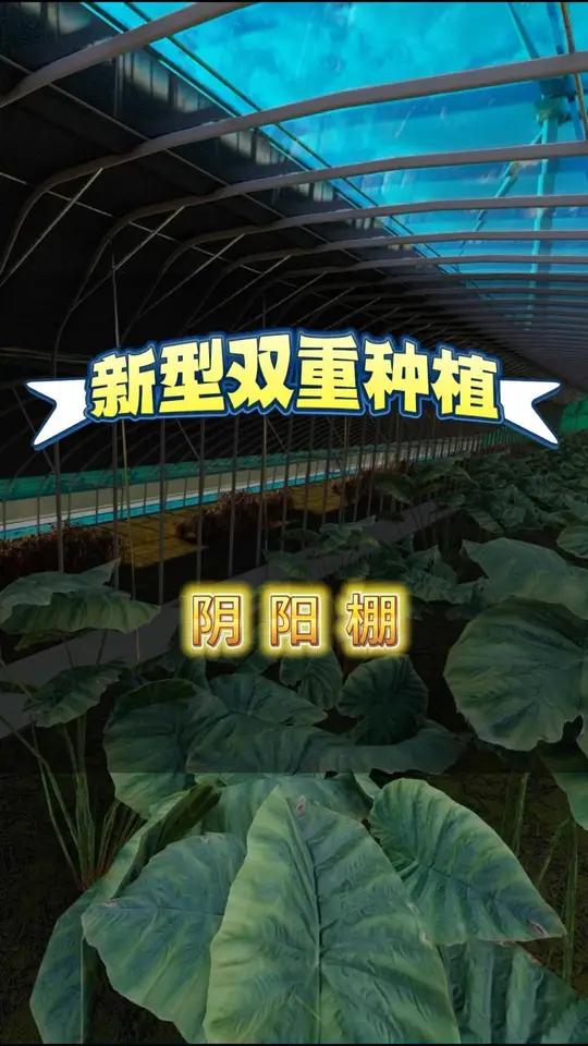 阴阳式日光温室大棚 阳面做蔬菜种植,阴面种植菌类喜阴植物 可做到一加一大于二!日光温室大棚