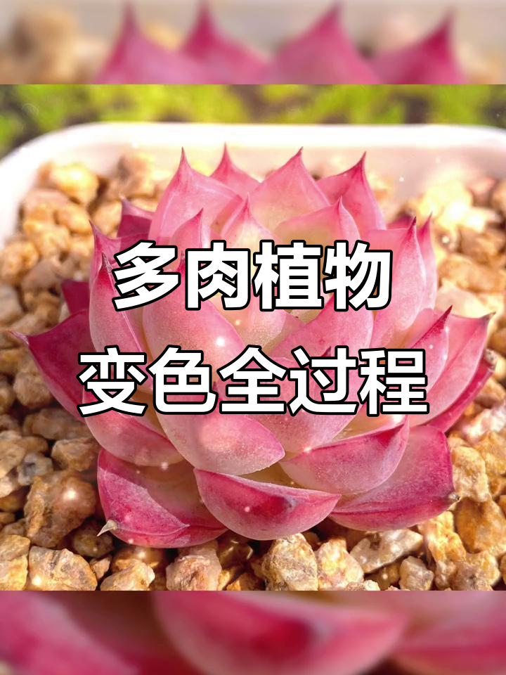 粉水晶多肉成长记:从绿叶到美丽透粉色,变化惊人