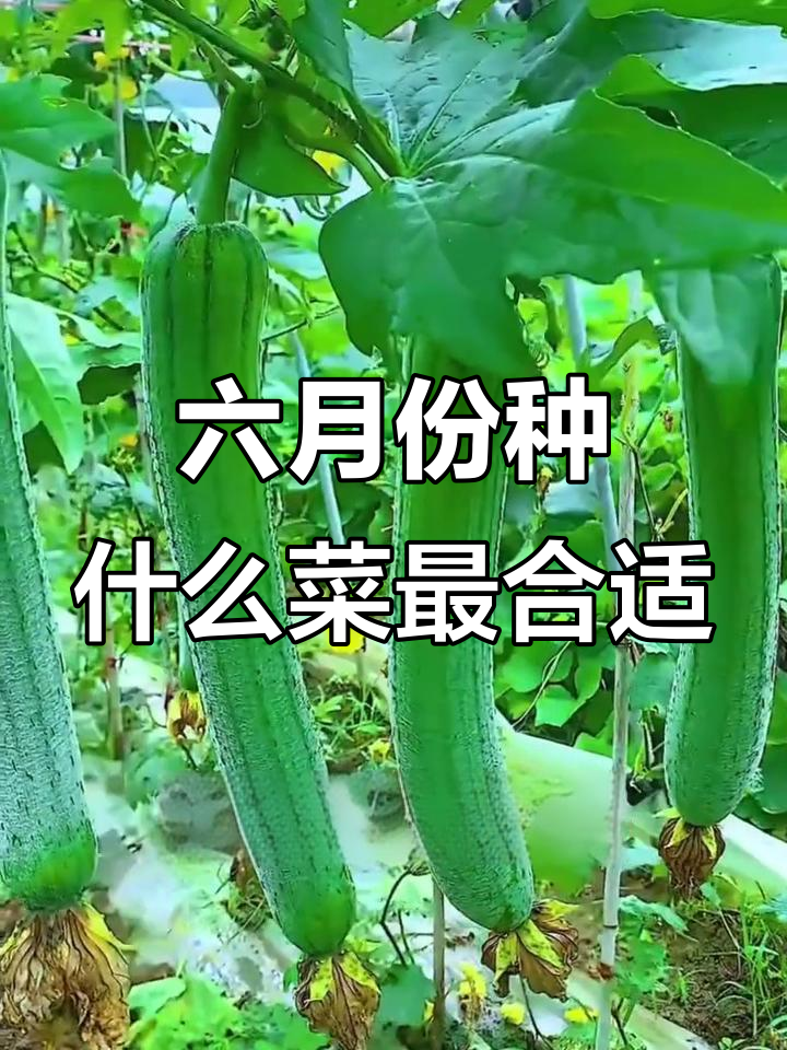 6月种耐热蔬菜,轻松上手!