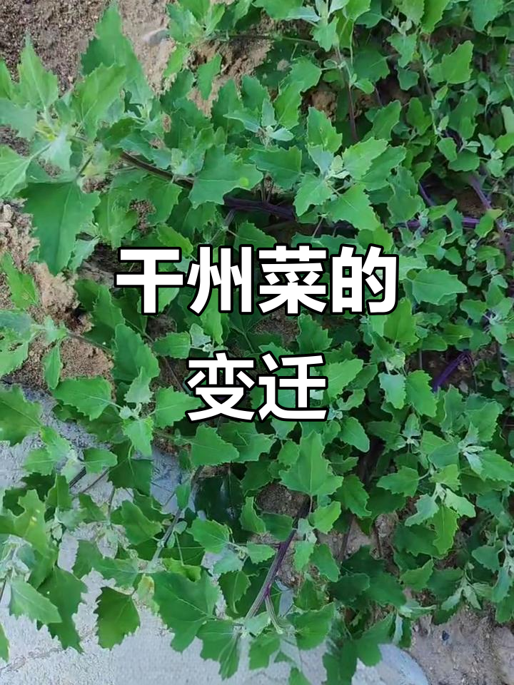 干州菜背后的故事:三十年河东,三十年河西