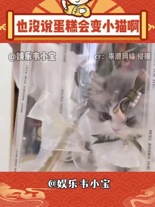 也没说蛋糕会变小猫啊 小猫 生日蛋糕 七夕礼物