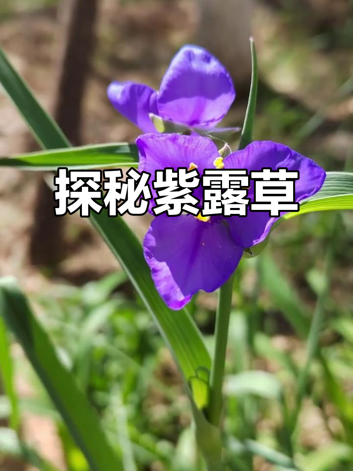 紫露草的秘密与魅力