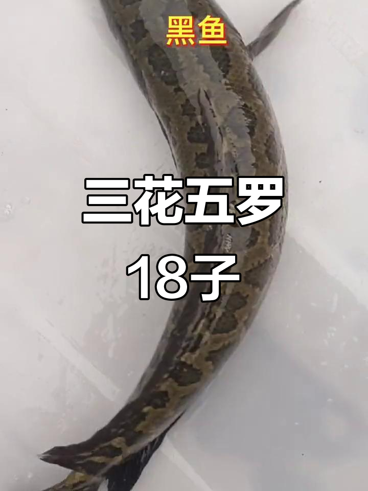 18种特色鱼类大揭秘,黑斑狗鱼到草根鱼的全方位介绍
