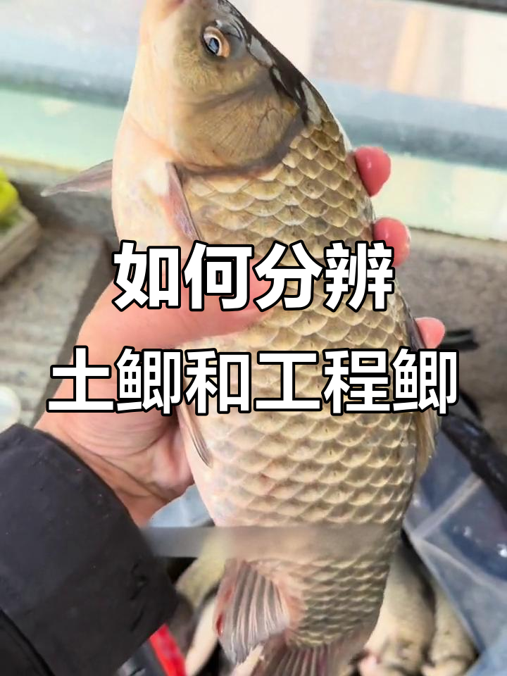 土鲫与工程鲫大比拼,如何区分?