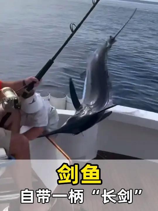 这是世界上最快的鱼类之一 剑鱼 动物科普