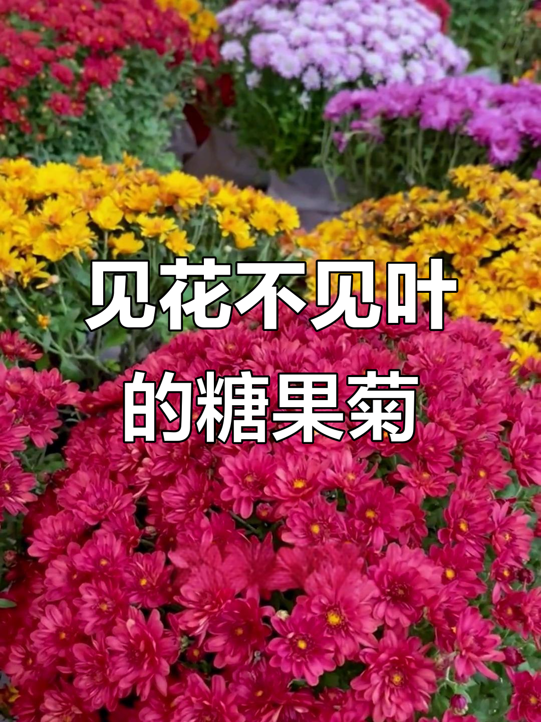 撒下糖果菊种子,花开成球不见叶!冬季零度到夏季高温都能生长
