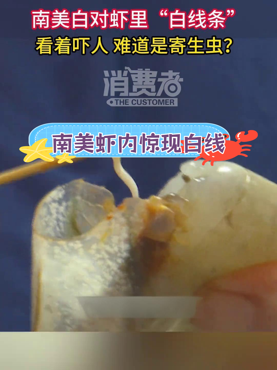 南美白对虾体内现“白线条”,竟是生殖系统?