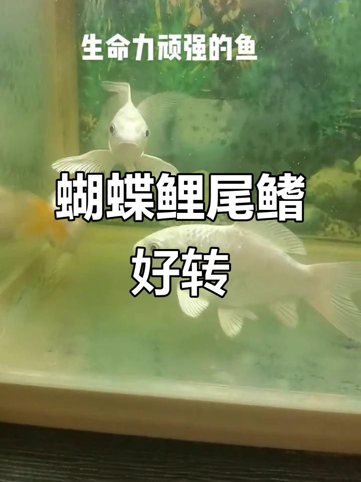 蝴蝶鲤尾鳍红血丝恢复记:四天换水治疗,效果显著