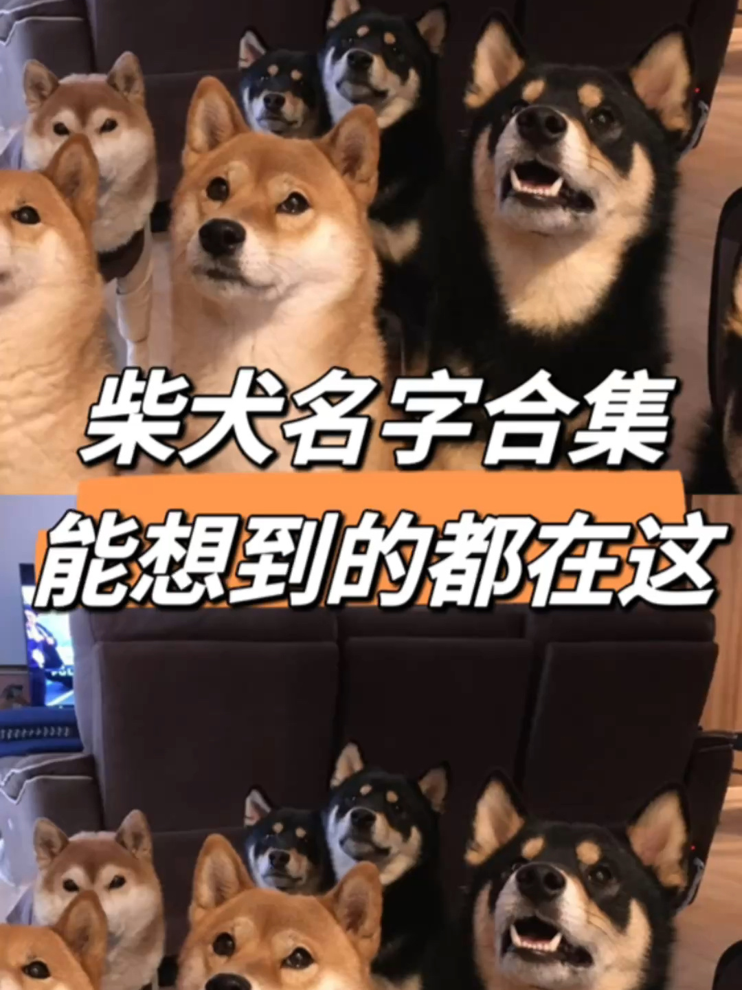 柴犬名字合集!你能想到的都在这啦!