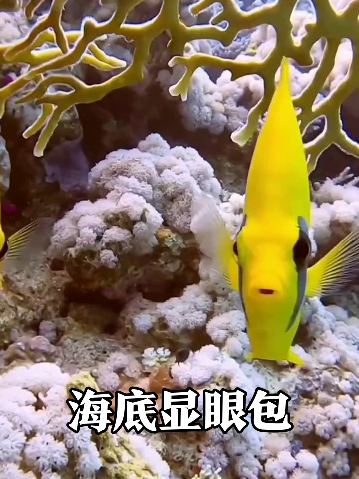 海底时装秀：从黑眼圈到风筝鱼的离谱穿搭