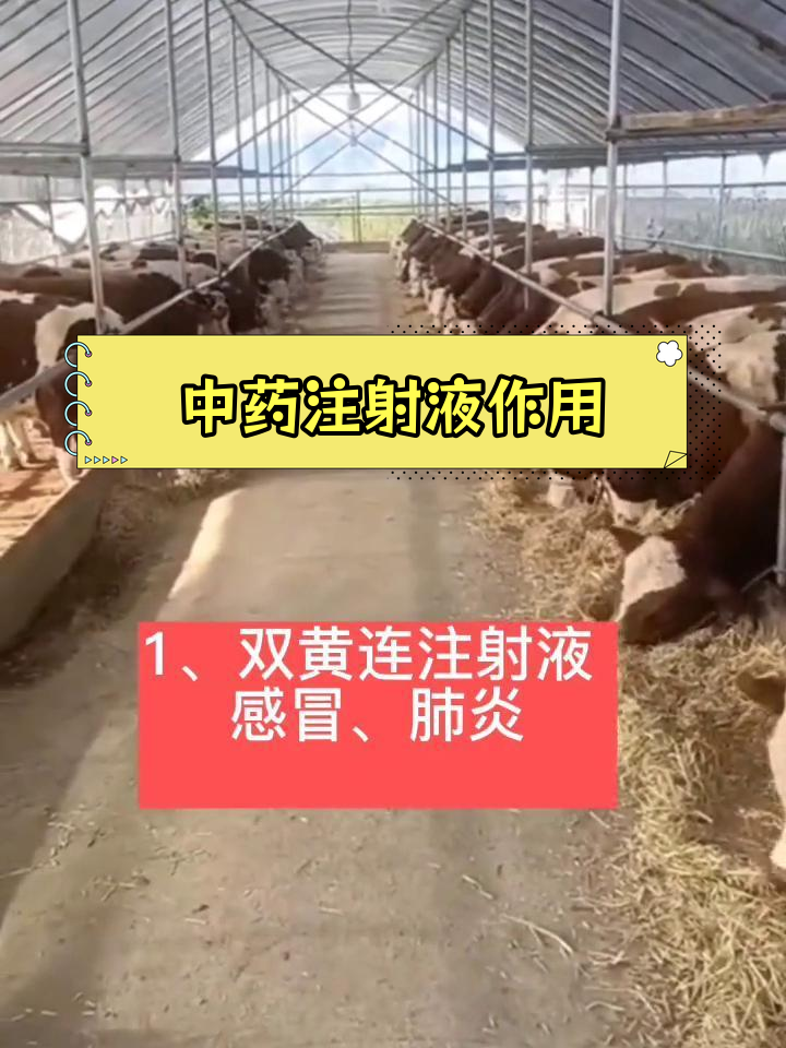 牛常用中药注射液的用途解析