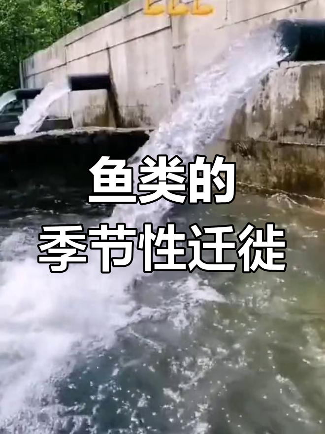 鱼类洄游规律揭秘:七上八下九归潭