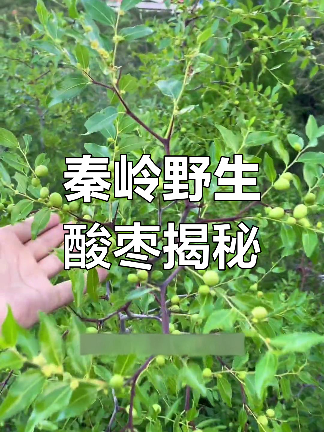 探访秦岭野生酸枣树,刺长果实小却有独特魅力
