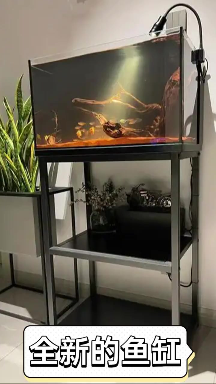 全新的鱼缸
