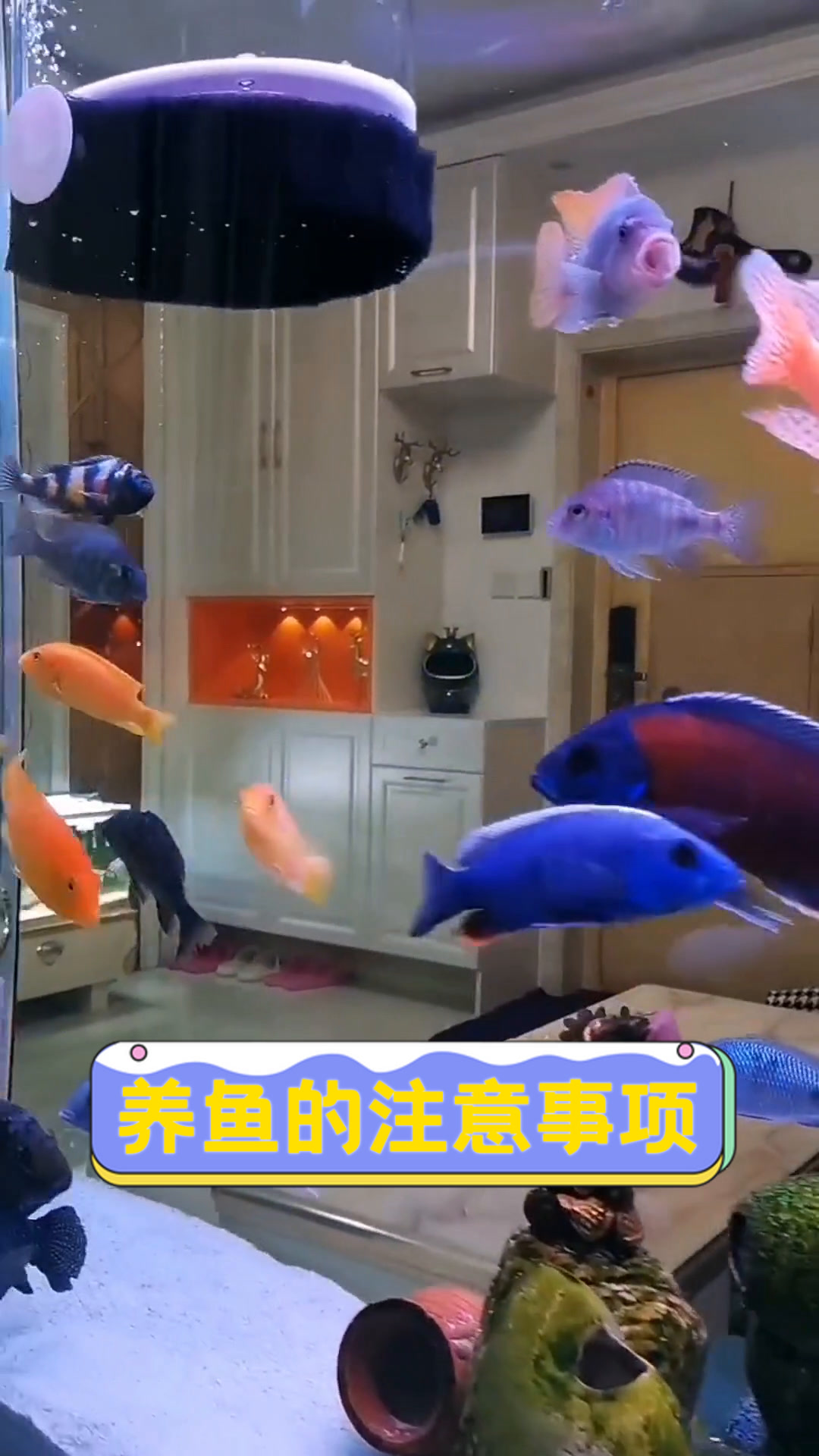 养鱼的注意事项