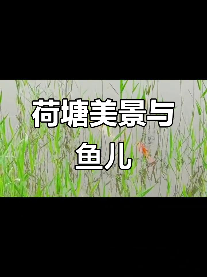 荷塘鱼趣，治愈系风景大赏
