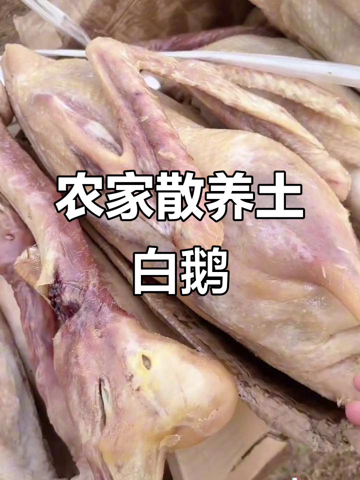 正宗皖西大白鹅,土老鹅包大揭秘!