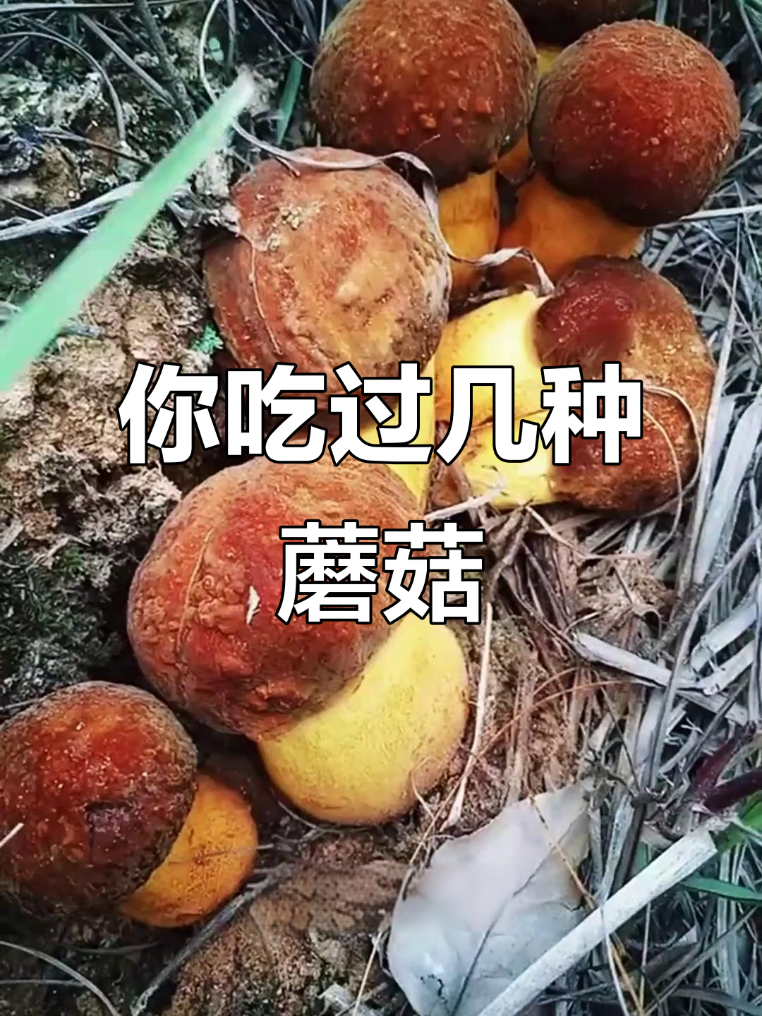 13种常见菌菇,哪些能吃?哪些有毒?