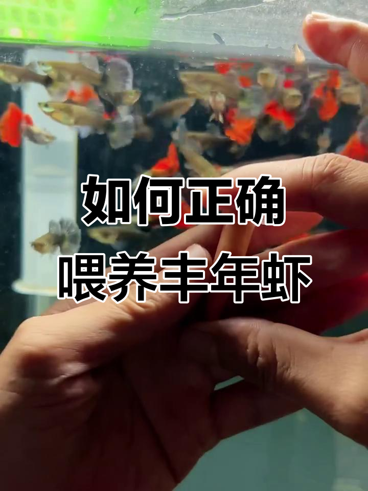 丰年虾喂食技巧大揭秘,别再误操作了!