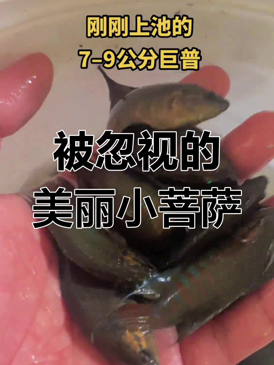 菩萨鱼:曾被喂鸡鸭的美丽小鱼,如今成观赏宠