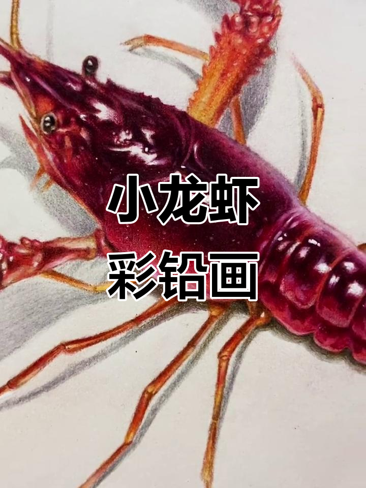 彩铅手绘小龙虾，细节满满超可爱