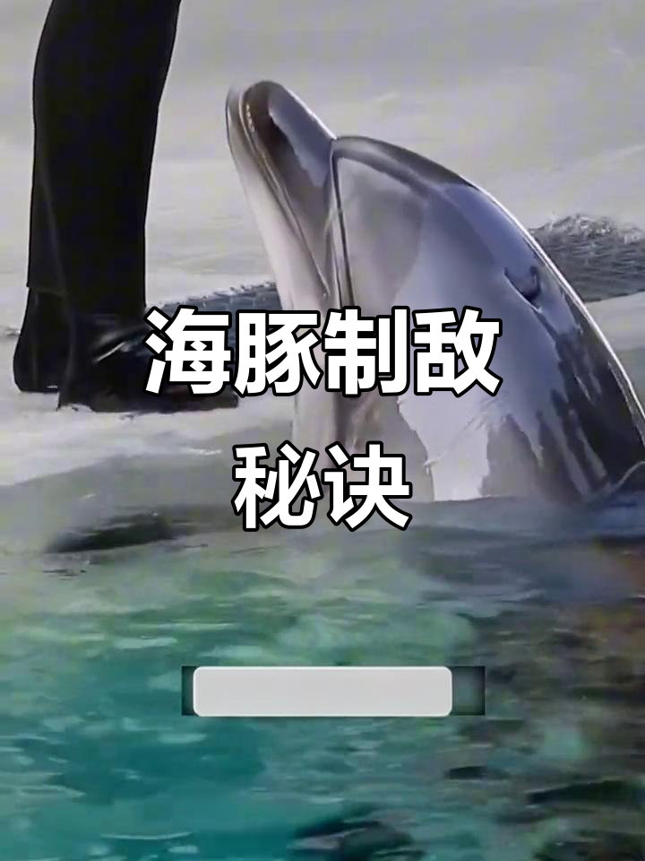 海豚如何克制鲨鱼?智商与团队合作的秘密武器