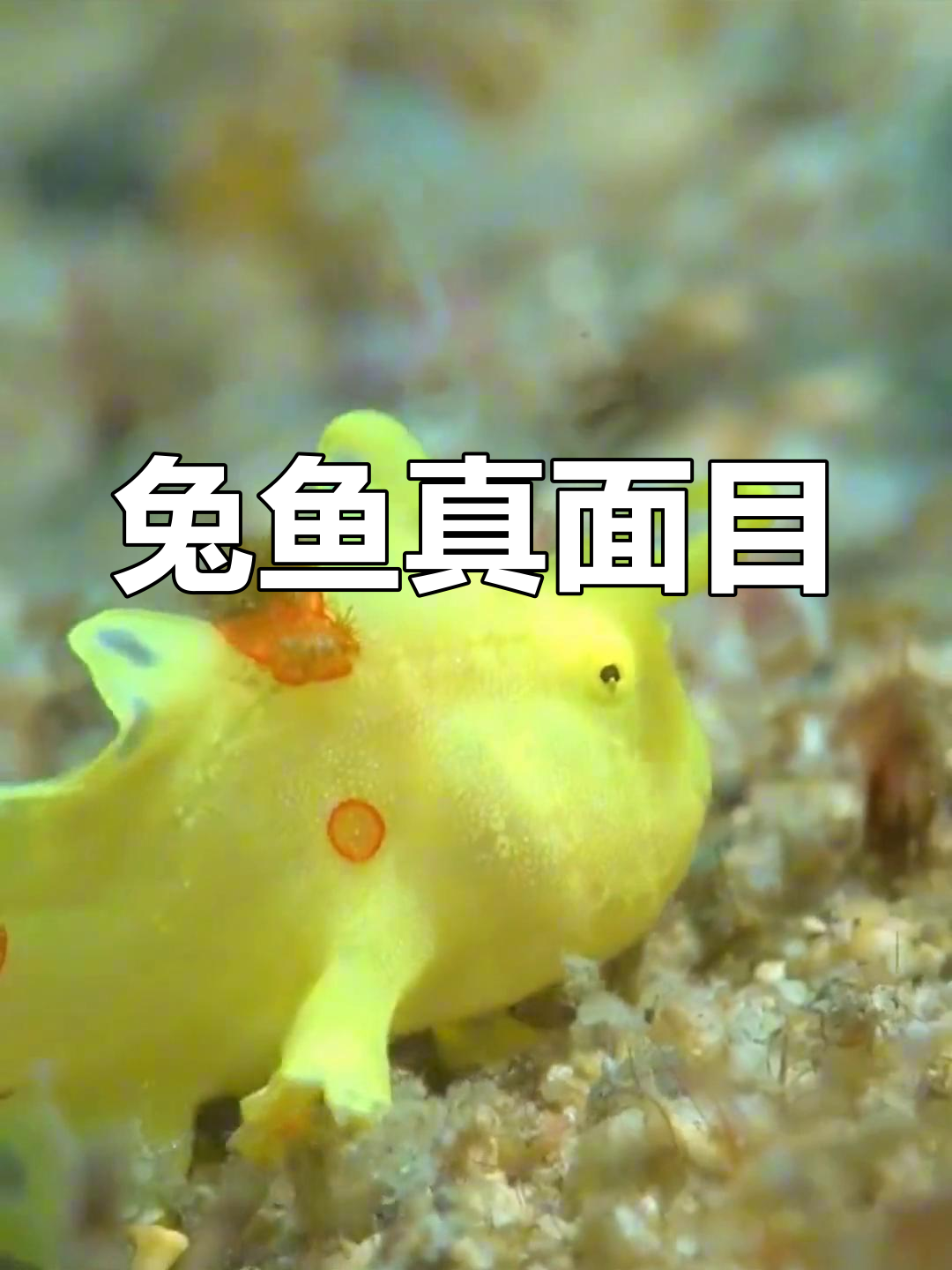 这是兔鱼吗?有趣的海洋生物揭秘