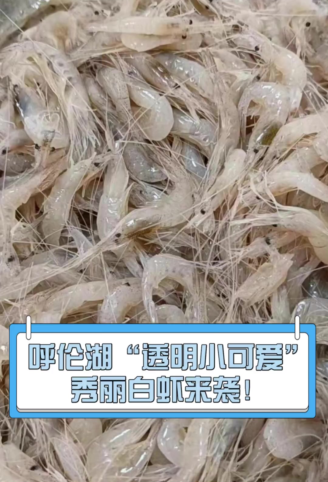 呼伦湖“透明小可爱”,秀丽白虾来袭!