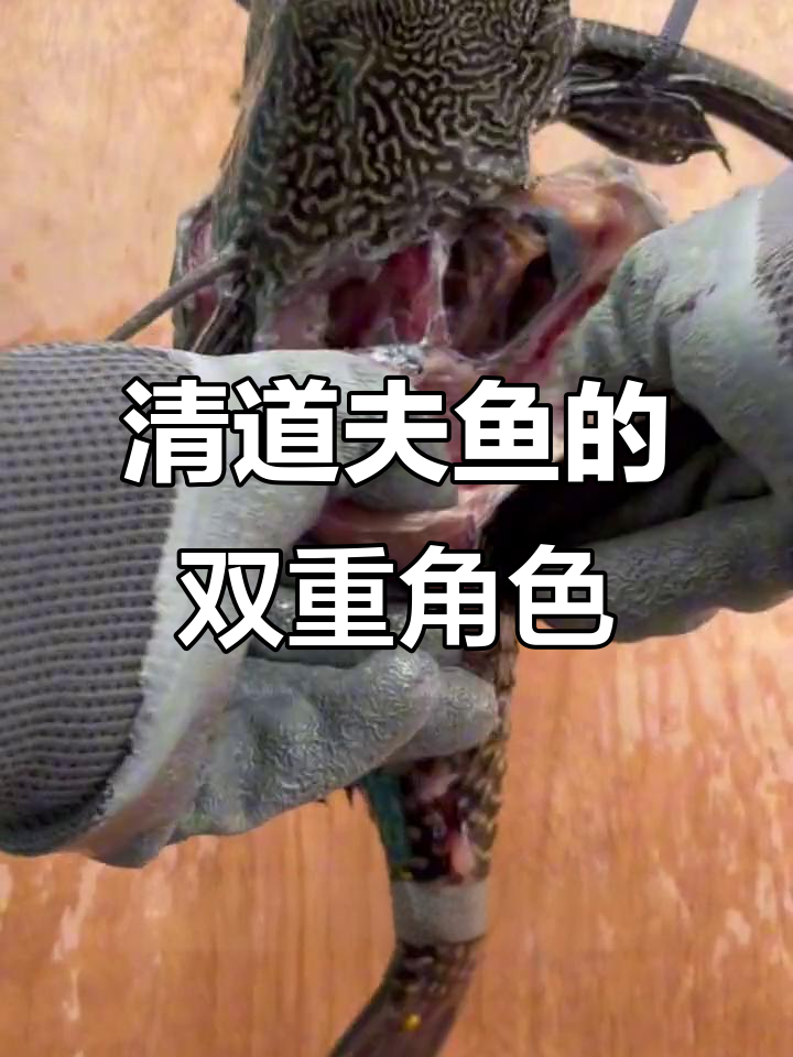 清道夫鱼：生吃美味，水质清理专家变入侵物种