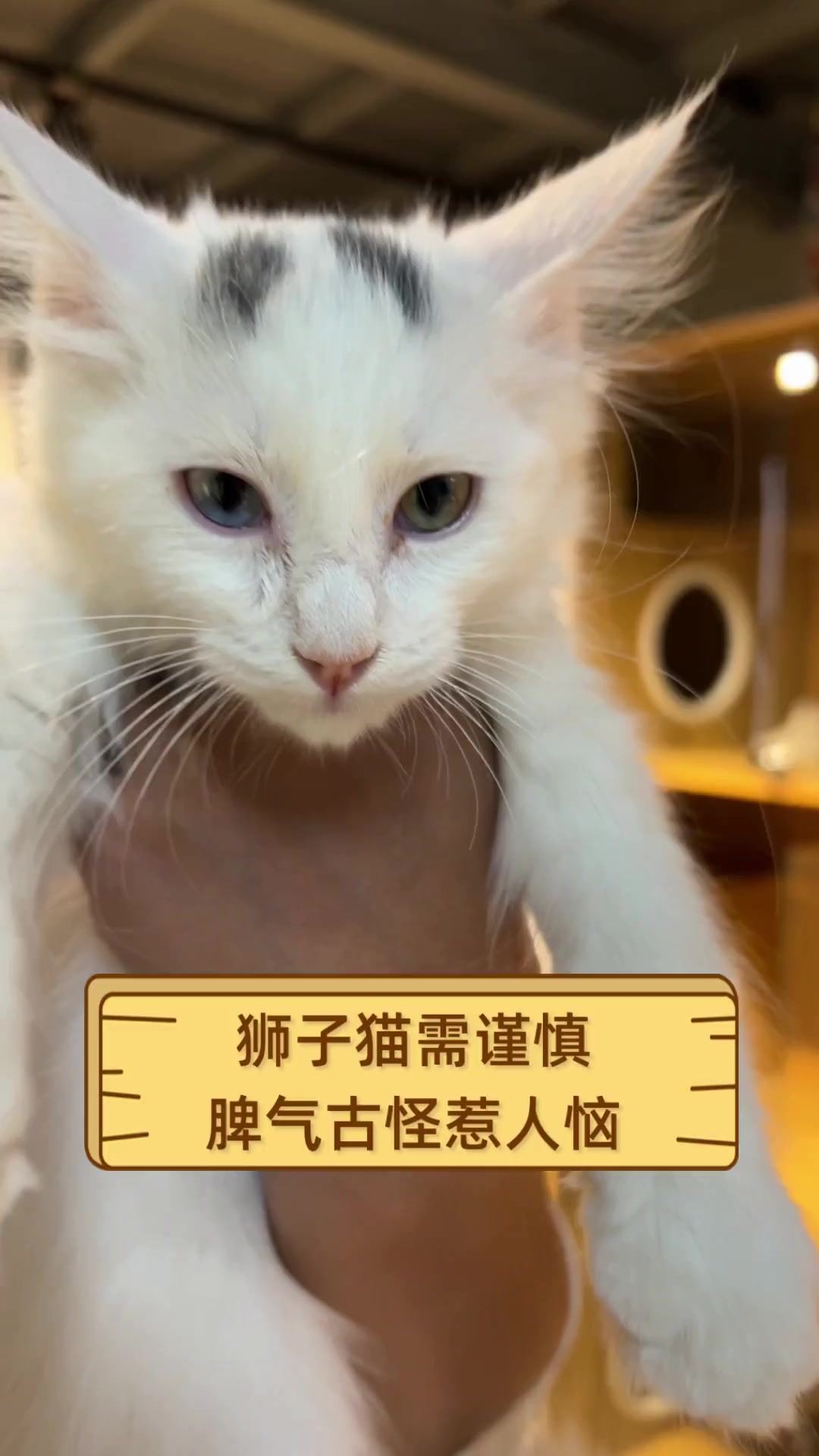狮子猫需谨慎,脾气古怪惹人恼