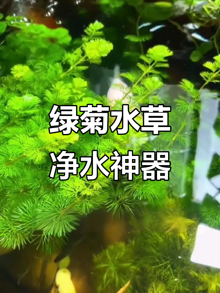 绿菊水草:鱼缸里的天然净化器,轻松打造健康水质