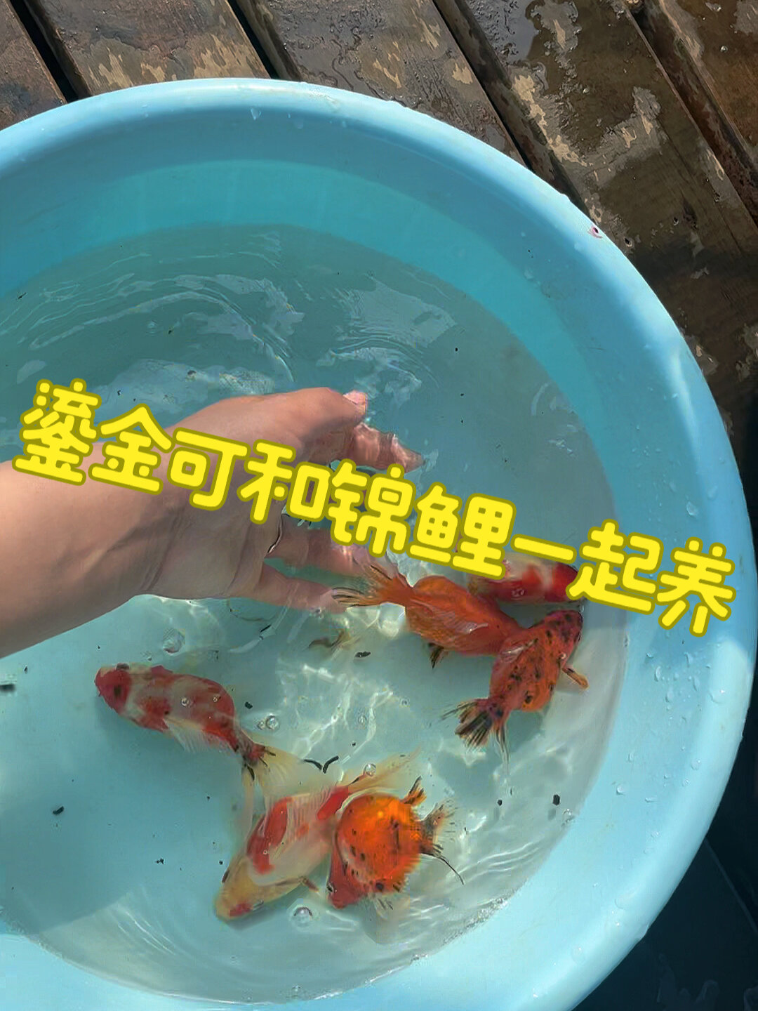 鎏金金鱼 可以和锦鲤一起养