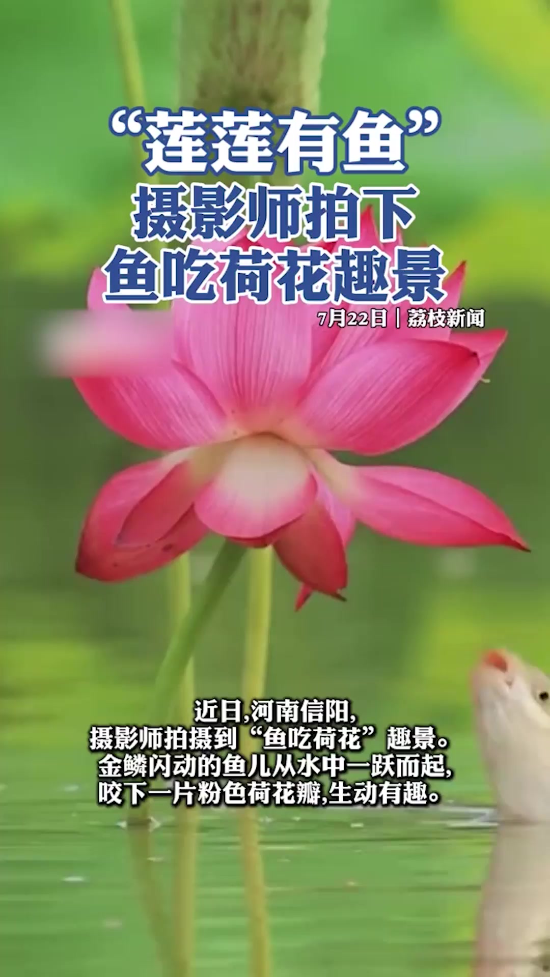 “莲莲有鱼”,摄影师拍下鱼吃荷花趣景