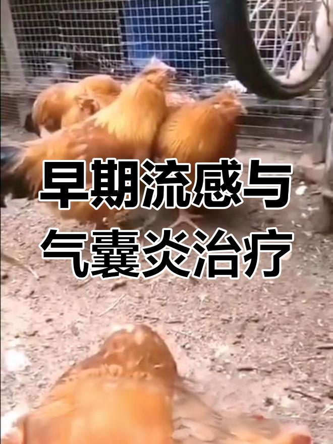 小鸡呼噜声背后的健康隐患,如何应对支原体感染?